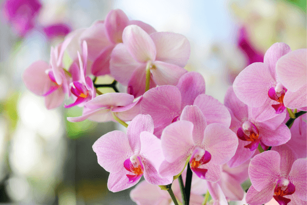 Tipos de Orquídeas